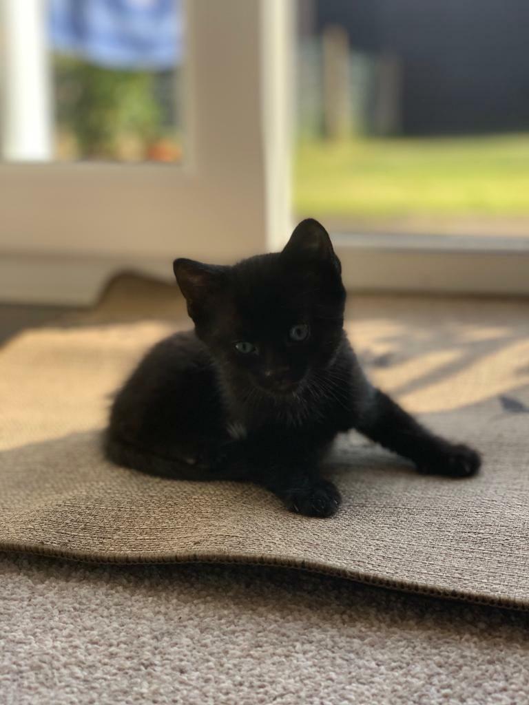 siberian kittens for sale gumtree